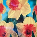 2 DAFODILS TRUMPET PIMPERNEL