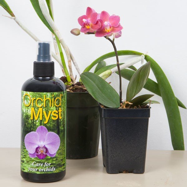 orchid-mysst